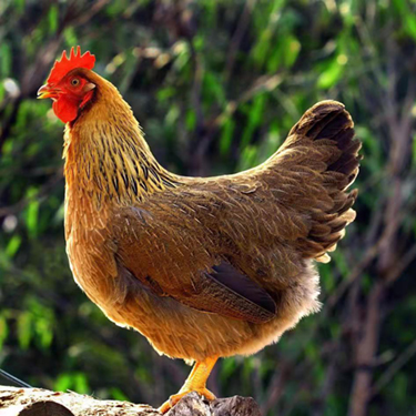 林下散養老母雞